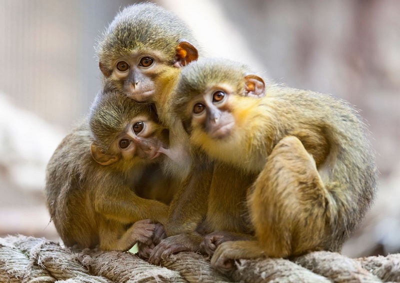 ฝันเห็นลิงมากอด -"Dream of seeing a monkey cuddling"