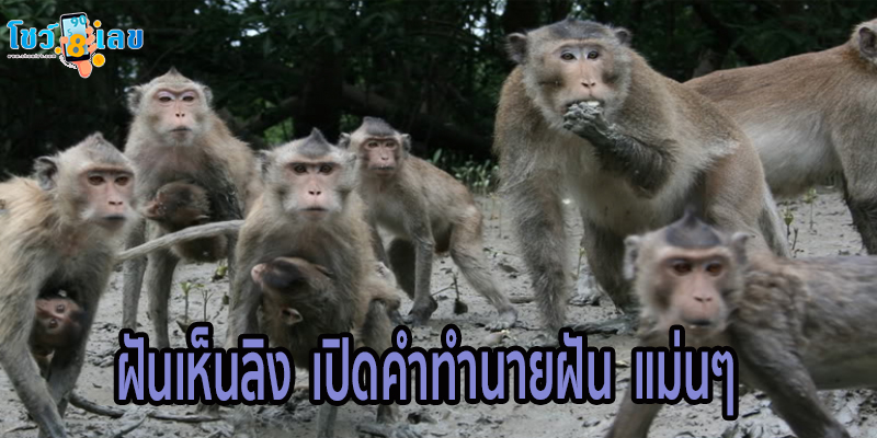ฝันเห็นลิง-"Dream of seeing a monkey"