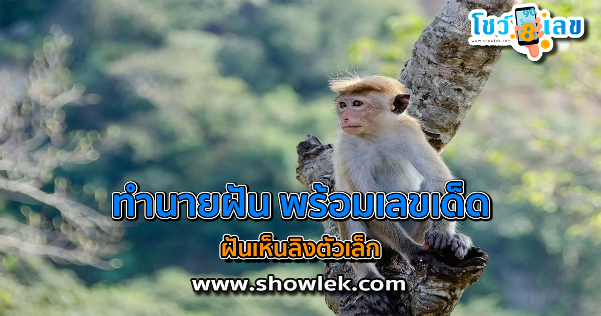 เปิดตำราทำนายฝัน ฝันเห็นลิงตัวเล็ก ดีไหม มีเรื่องอะไรต้องระวังหรือเปล่า? พร้อมเลขเด็ด เช็กได้เลยที่นี่!