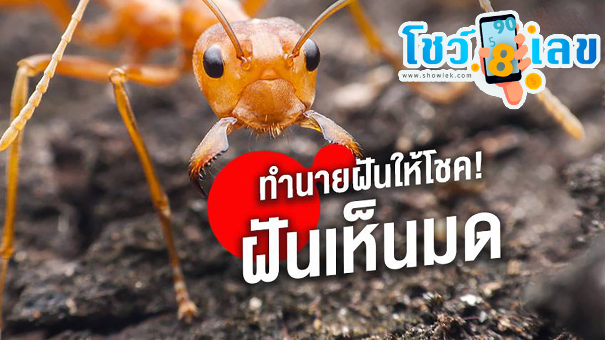 ฝันเห็นมดแดงเยอะมาก ๆ ๆ ถ้าคุณฝันว่าเห็นมด หรือฝันว่าเห็นมดเยอะมาก หมายถึงอะไร ที่นี่มีคำตอบพร้อมเลขเด็ดเสี่ยงโชค