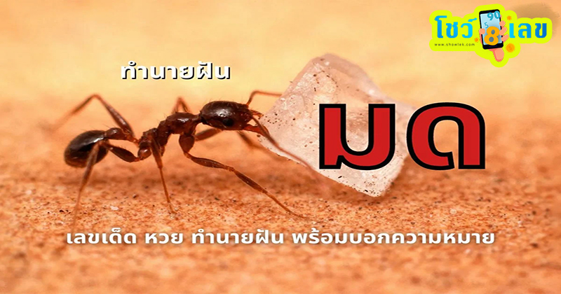 ฝันเห็นมดแดงเยอะมาก ๆ ๆ -"Dreamed of seeing a lot of red ants."