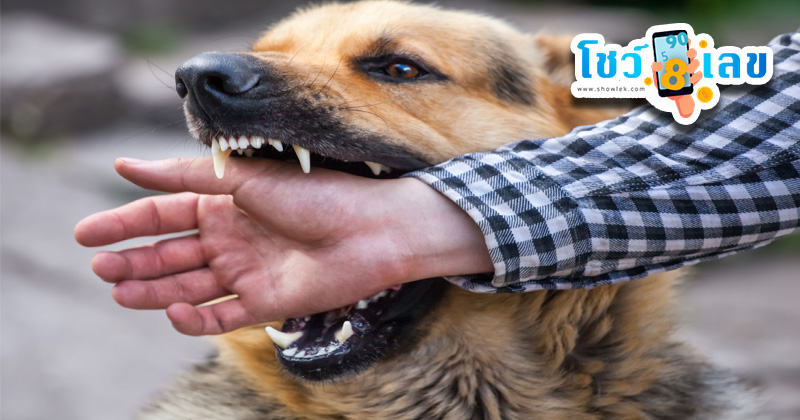 ฝันว่าโดนสุนัขกัดมือ-"Dreamed that a dog bit your hand"