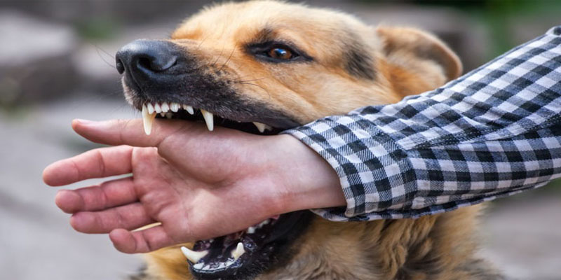 ฝันว่าหมากัดมือ-"Dreamed that a dog bit my left hand"