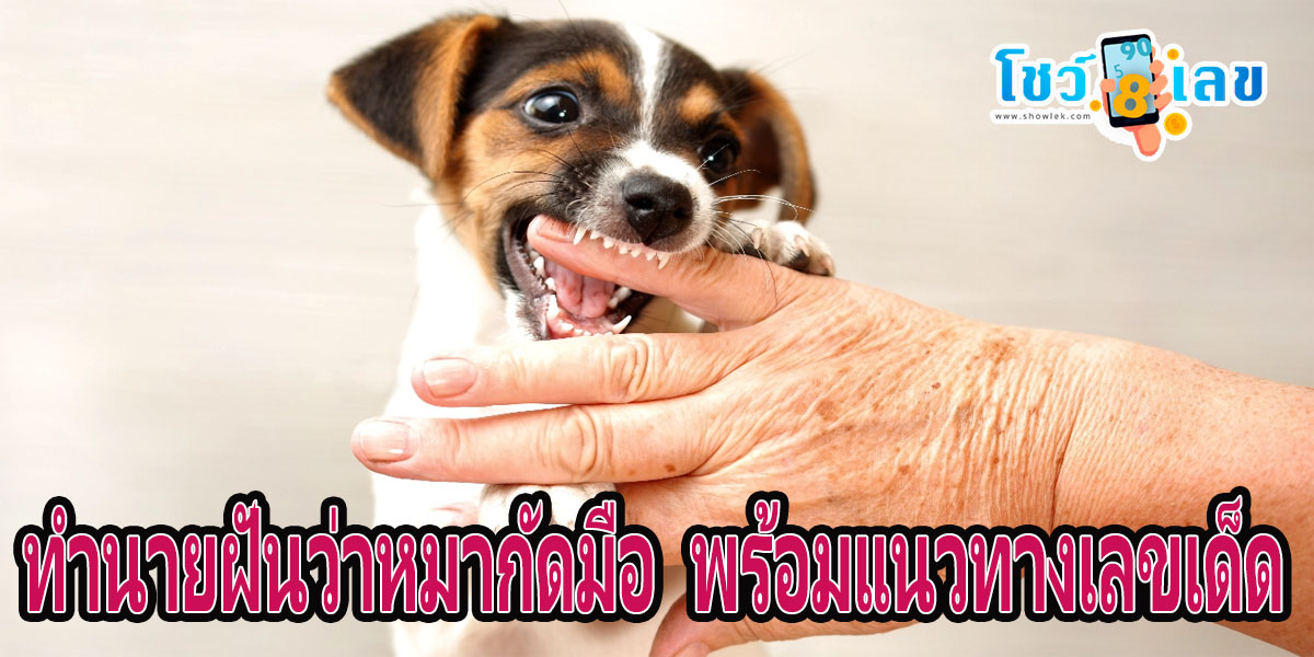 ฝันว่าหมากัดมือ ทำนายฝันนี้สามารถตีคววามฝัน ได้หลายความหมาย ส่วนจะดีหรือร้ายนั้น ก็ขึ้นอยู่กับลักษณะของความฝัน ดังต่อไปนี้ เช็กเลย !!