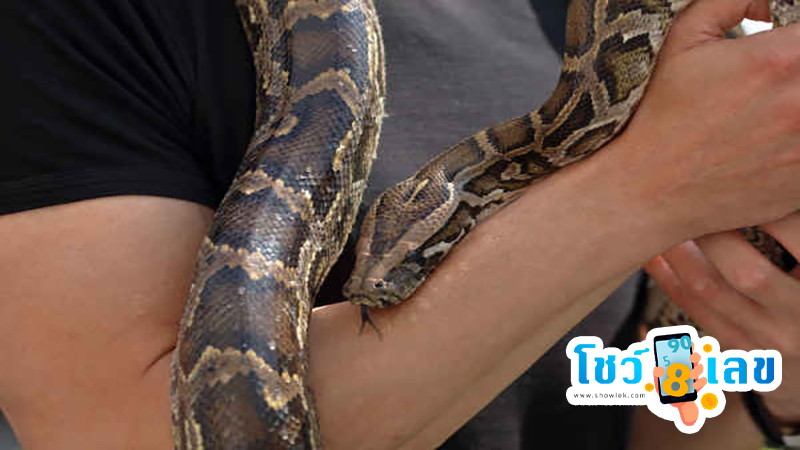 ฝันว่างูกัดแต่ไม่เป็นไร-"Dreamed that a snake bit you but it's okay."
