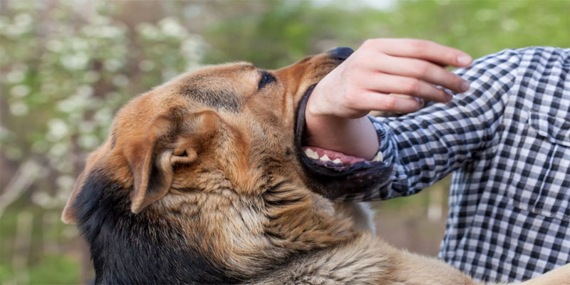 ฝันว่าโดนสุนัขกัดมือขวาเลือดออก -"Dreamed that your right hand was bitten by a dog and it was bleeding"