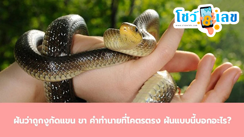 ฝันว่างูกัดแขน-"Dreaming that a snake bit your arm"