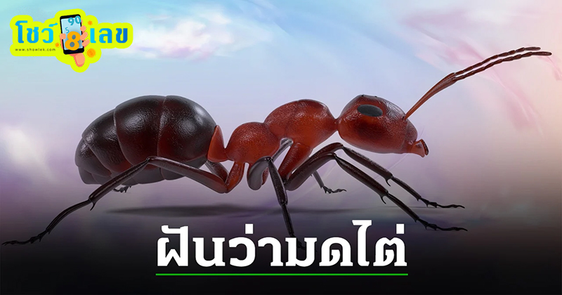 ฝันเห็นมดดีไหม-"Is it good to dream of seeing ants?"
