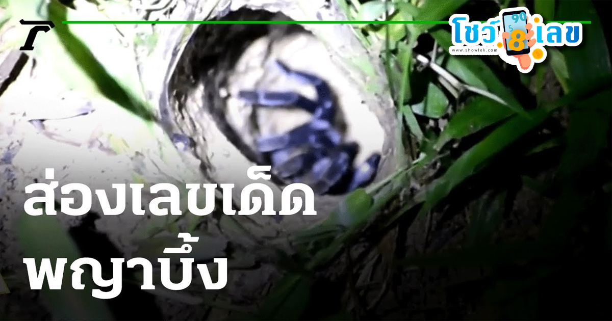ลุ้นข้ามคืน เลขเด็ดพญาบึ้ง คอหวยลุ้นข้ามคืน ทำพิธีเสี่ยงทาย “เลขเด็ด” พญาบึ้ง หวังลุ้นโชครับสงกรานต์