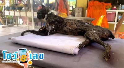 ซากสัตว์ร่างไม่เน่า-"Animal carcasses that do not decay"