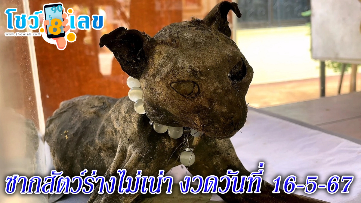 ซากสัตว์ร่างไม่เน่า คาดเป็นเสือปลา ร่างไม่เน่า นั่งชูคอ ตาคล้ายเพชร คอหวยขอโชค ได้เลขเด็ดนำโชค