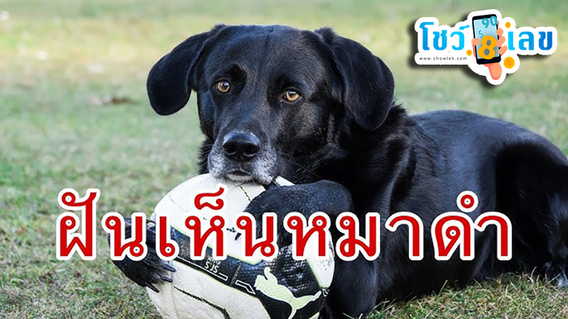 ฝันเห็นหมาดำ -"Dream of seeing a black dog"