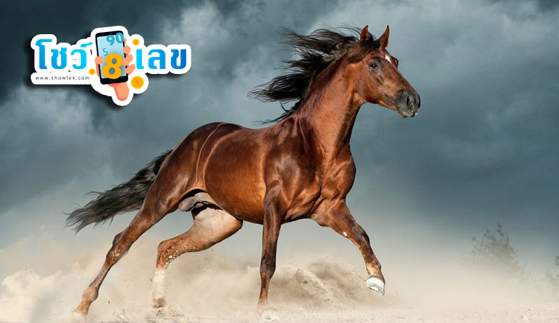 ฝันเห็นม้า-''Dream of seeing a horse''