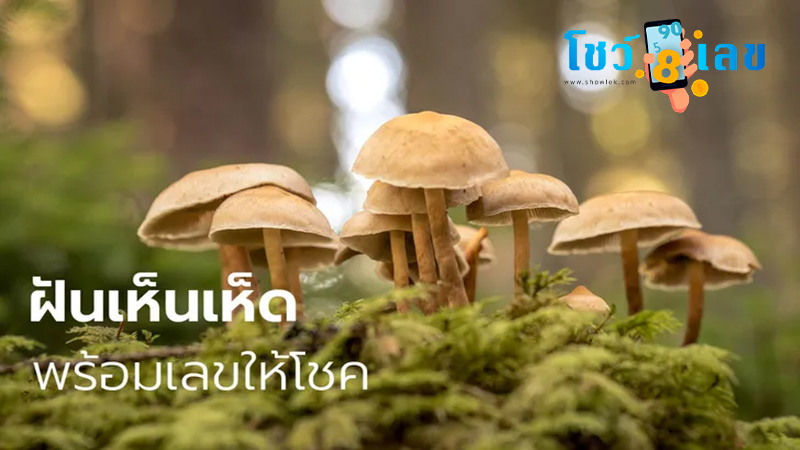 ฝันว่าได้เก็บเห็ดปลวก-"Dreamed of picking mushrooms and termites"