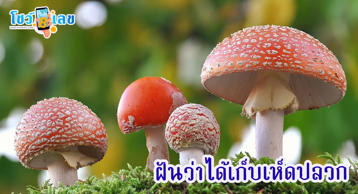 ฝันว่าได้เก็บเห็ดปลวก ทำนายฝันหมายถึงอะไร เลขมงคลโชคลาภเลขอะไร เช็กได้ที่นี่