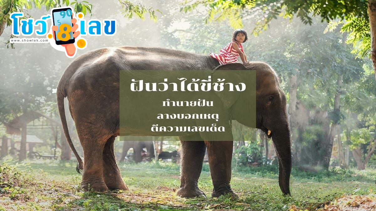 ฝันว่าได้ขี่ช้าง ทำนายฝันหมายถึงอะไร เลขมงคลโชคลาภเลขอะไร เช็กได้ที่นี่