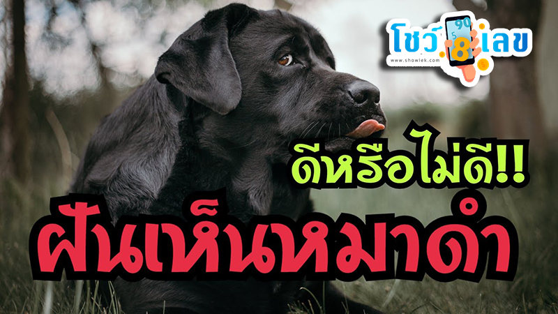 ฝันเห็นสุนัขสี ดํา เลขเด็ด -"Dreaming of seeing a black dog, lucky number"