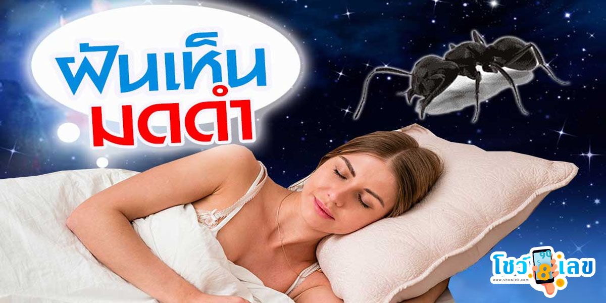 ฝันเห็นมดดําเยอะมาก ทำนายว่าอย่างไร? พร้อมตีเลขเด็ด ตามความฝัน ดูคำทำนาย แม่น ๆ ได้ที่นี่ showlek