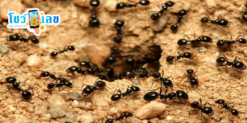 ฝันว่ามดขึ้นบ้าน เลขเด็ด-"Dreaming of ants entering the house, lucky numbers"