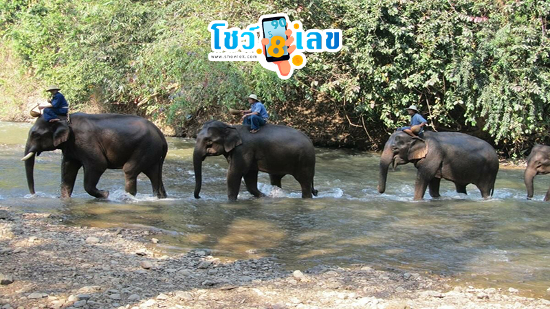 ฝันเห็นคนขี่ช้าง เลขเด็ด-"Dreaming of seeing someone riding an elephant, lucky numbers"