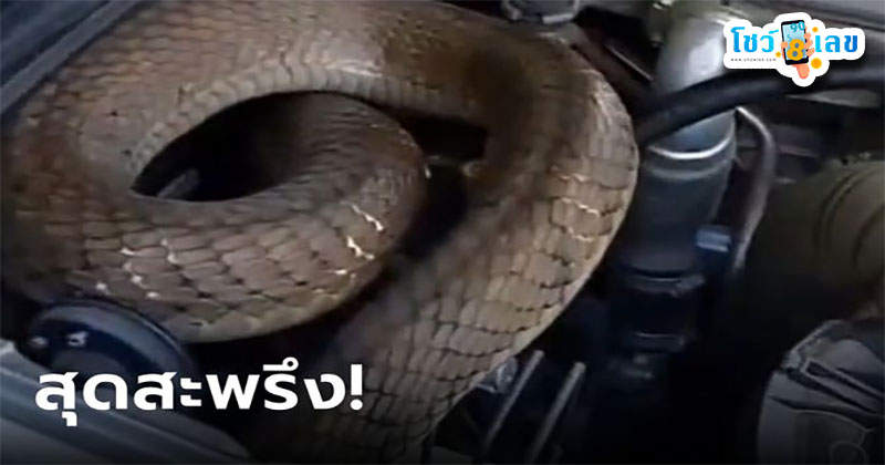 รถงูจงอาง-"King Cobra Car"