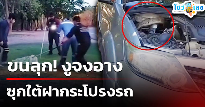 งูจงอางบุกรถ-"King cobra invades-car"
