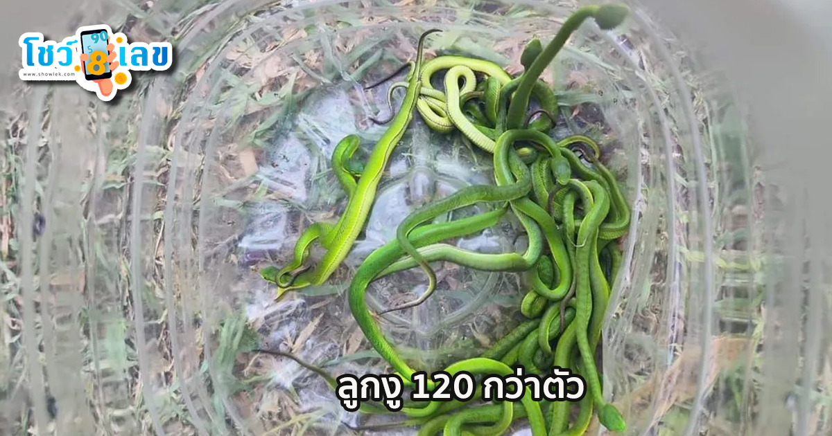 งูหนีร้อน-"Snake escapes heat"