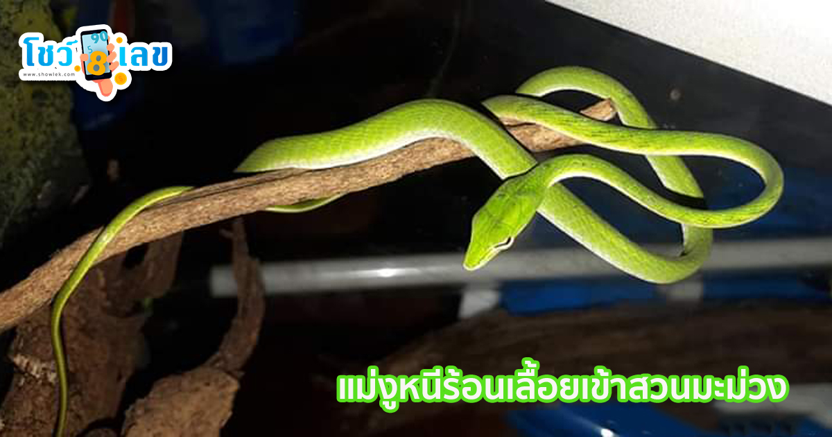 งูเขียวท้องแก่-"Old-bellied green snake"