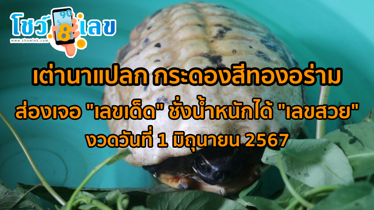 เต่านาแปลก กระดองสีทองอร่าม ส่องเจอ “เลขเด็ด” ชั่งน้ำหนักได้ “เลขสวย” คอหวยไม่ควรพลาดเด็ดขาด!!