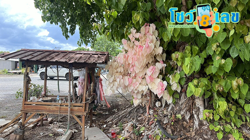 ขอโชคต้นโพธิ์ใบสีชมพู-"Wish for- luck on -the Bodhi tree with pink leaves"