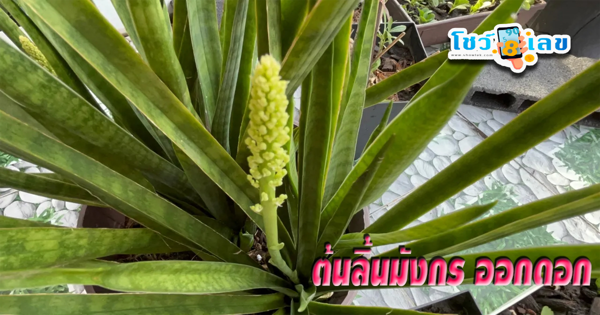 ส่องเลข ต้นลิ้นมังกร-"Looking at the numbers of the dragon tongue tree"