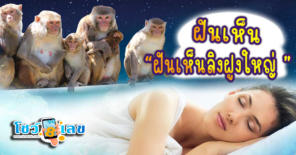 เปิดคำทำนาย “ฝันเห็นลิงฝูงใหญ่ ” พร้อมความหมาย ตามความเชื่อโบราณ พร้อมเลขเด็ดนำโชค!