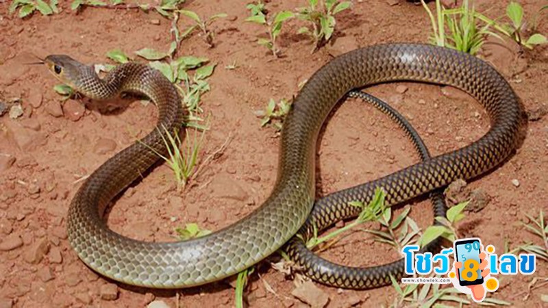 ฝันเห็นงูเลื้อยมาหาแต่ไม่กัด-"Dreamed of seeing a snake crawling towards you but not biting."