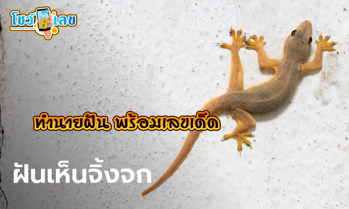 ฝันเห็นจิ้งจกสีขาว -"Dream of seeing a white lizard"