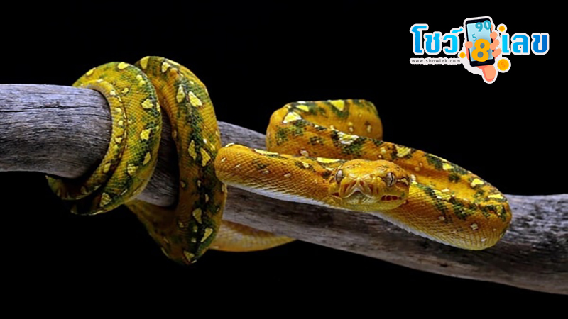 ฝันเห็นงู 2 ตัว เลขอะไร-"Dreamed of seeing 2 snakes, what number"