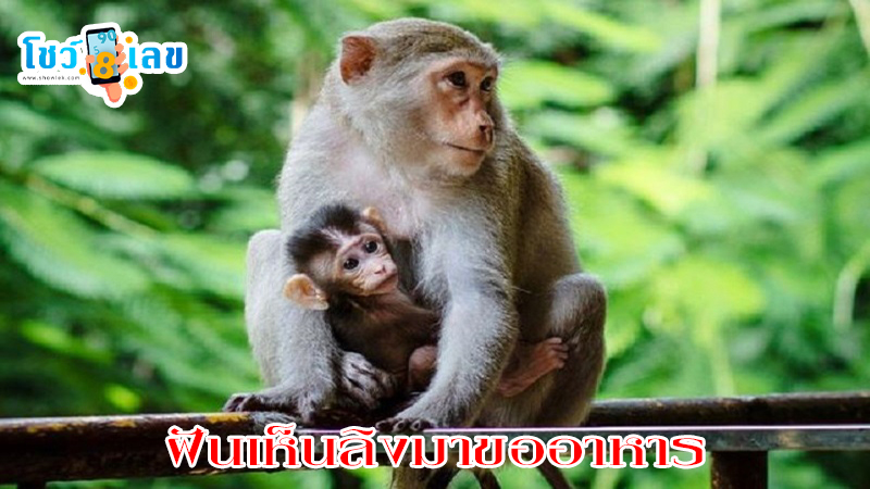 ฝันเห็นลิงมาขออาหาร-"Dreamed of seeing a big black monkey."