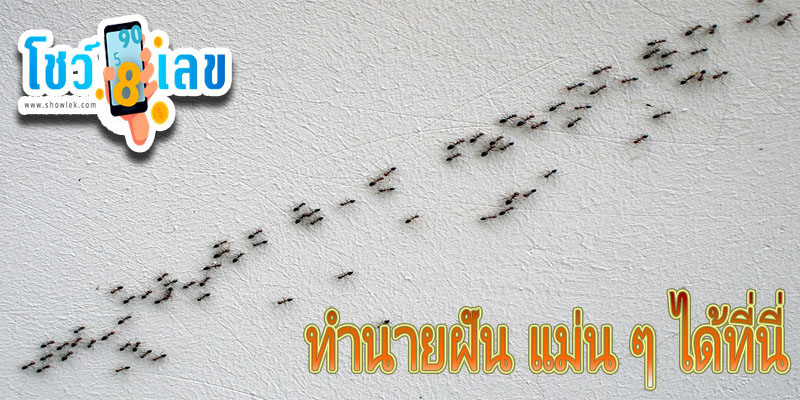 ฝันเห็นมดเดินเป็นแถว -"Dreamed of seeing a lot of ants walking in a row."
