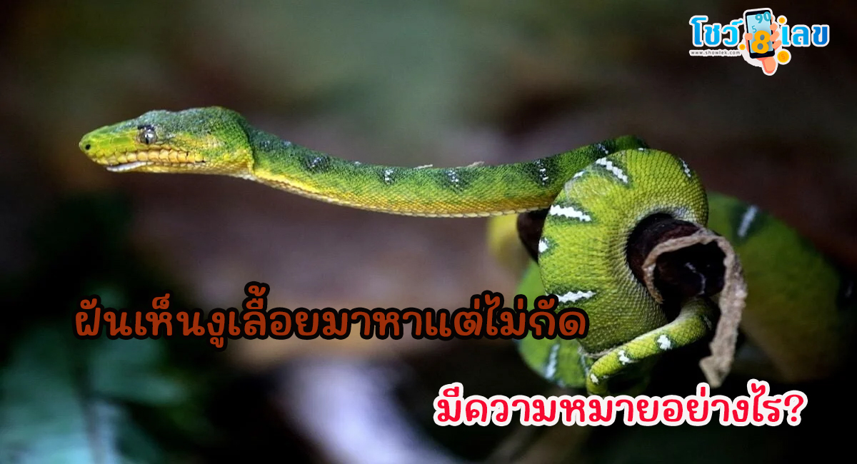 ฝันเห็นงูเลื้อยมาหาแต่ไม่กัด ทำนายว่าอย่างไร? พร้อมตีเลขเด็ด ตามความฝัน ดูคำทำนาย แม่น ๆ ได้ที่นี่ showlek