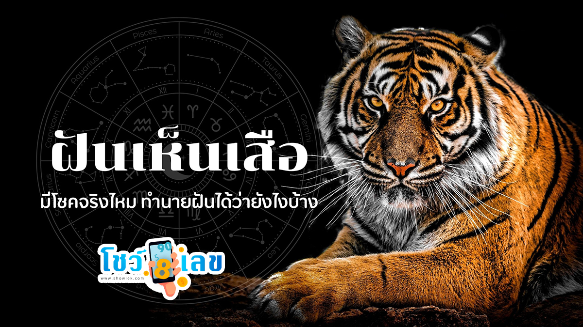 ฝันว่าเห็นเสือ ทำนายว่าอย่างไร? พร้อมตีเลขเด็ด ตามความฝัน ดูคำทำนาย แม่น ๆ ได้ที่นี่ showlek