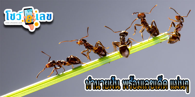 ฝันเห็น มดเดินเป็นแถวในบ้าน-"Dreamed of seeing ants walking in rows in the house."