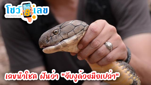 ฝันว่าจับงู เลขเด็ด-"Dreaming of catching a snake, lucky numbers"