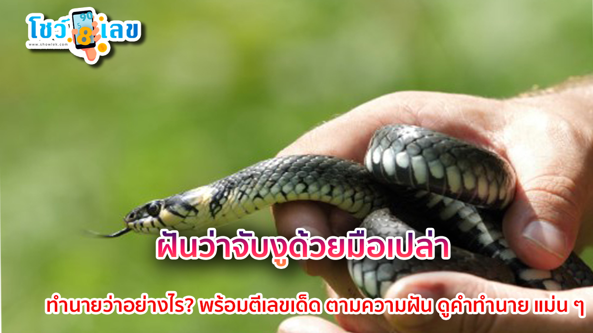 ฝันว่าจับงูด้วยมือเปล่า ทำนายว่าอย่างไร? พร้อมตีเลขเด็ด ตามความฝัน ดูคำทำนาย แม่น ๆ ได้ที่นี่ โชว์เลข