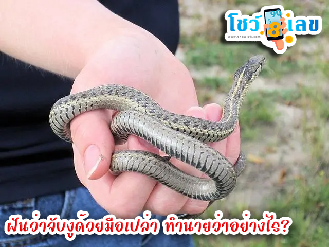 ฝันว่าจับงูด้วยมือเปล่า-"Dreaming of catching a snake with bare hands"
