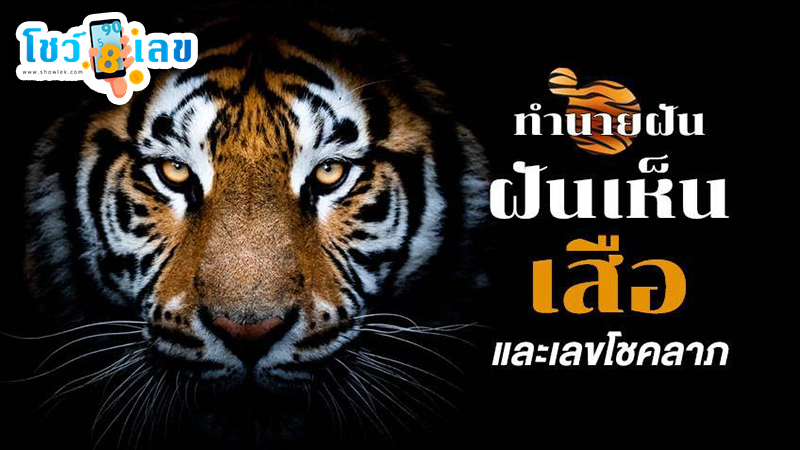 ฝันว่าเห็นเสือ -"Dreamed of seeing a tiger"