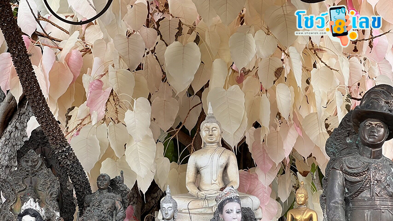 ตีเลขเด็ดต้นโพธิ์ใบสีชมพู-"Get lucky numbers from the pink leafed Bodhi tree"