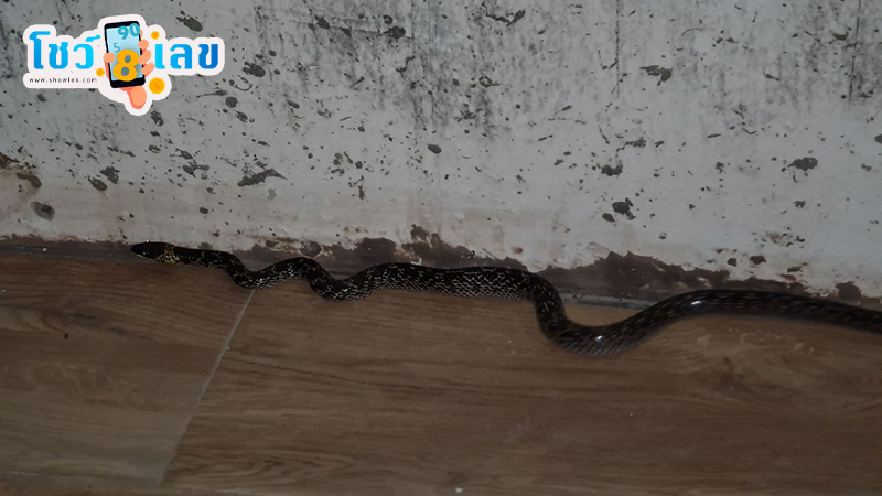 งูเข้าบ้านเลขเด็ด-"Snake enters house with lucky number"