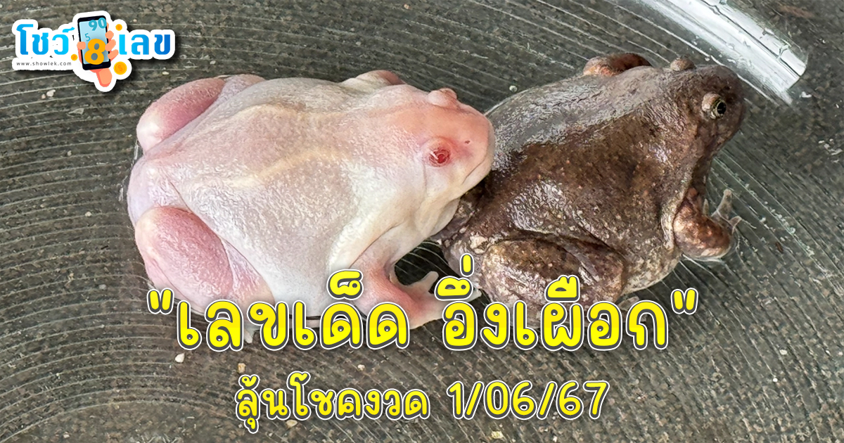 เลขเด็ด อึ่งเผือก-"Lucky number Ung Phueak"