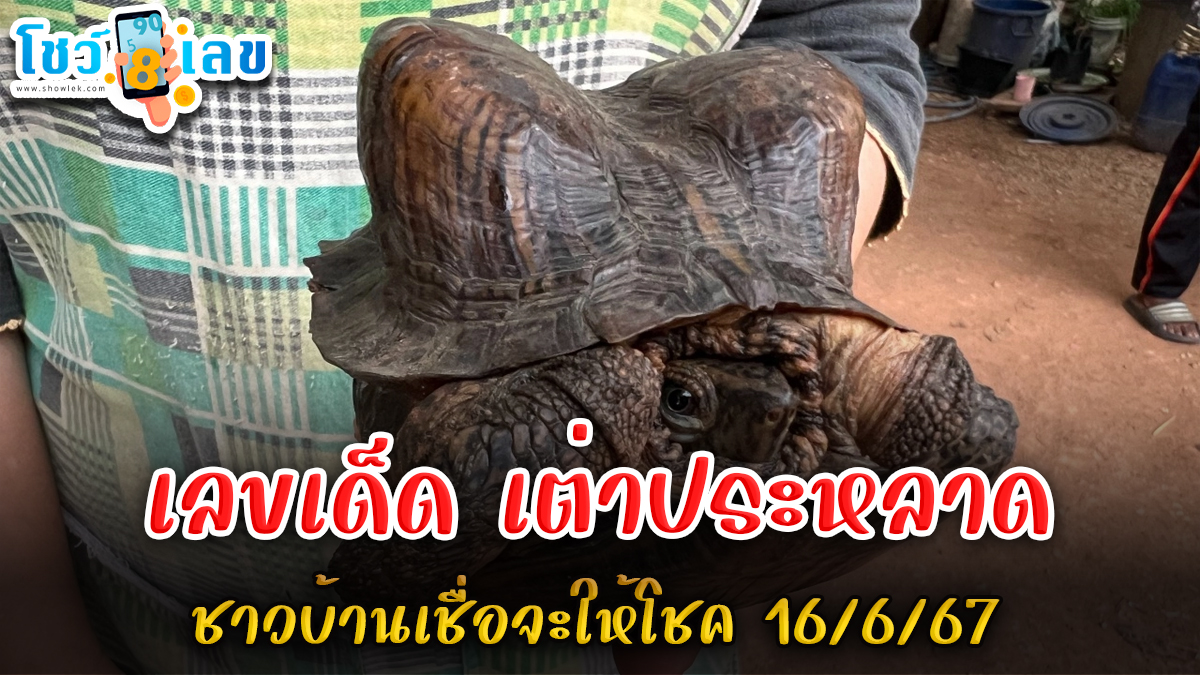 ชาวบ้านพบ “เต่าประหลาด” คนตาดีเห็น “เลขเด็ดงวดนี้” 16/6/67 เชื่อจะได้โชค