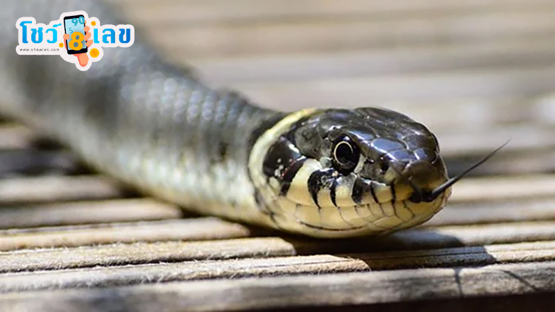 งูเข้าบ้านหมายถึง-"Snake entering the house means"