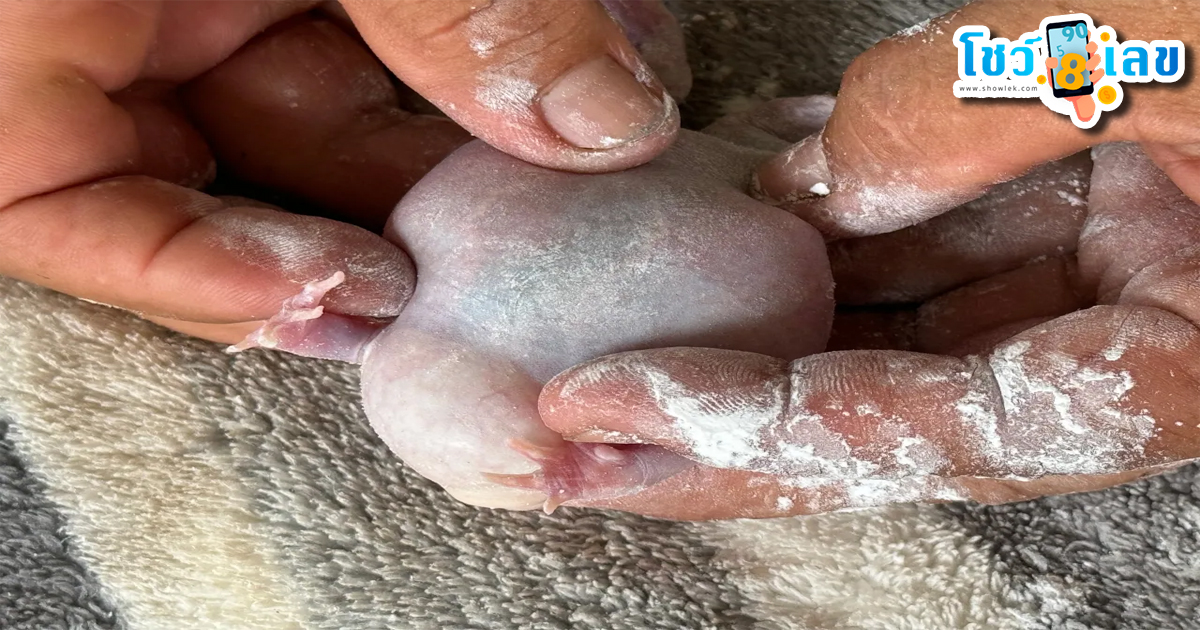 ชาวบ้านแห่ดูอึ่งเผือก-"Villagers flock to see the albino bullfrog."